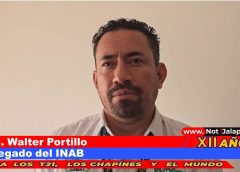 La plaga del gorgojo de pino no afecta en Jalapa
